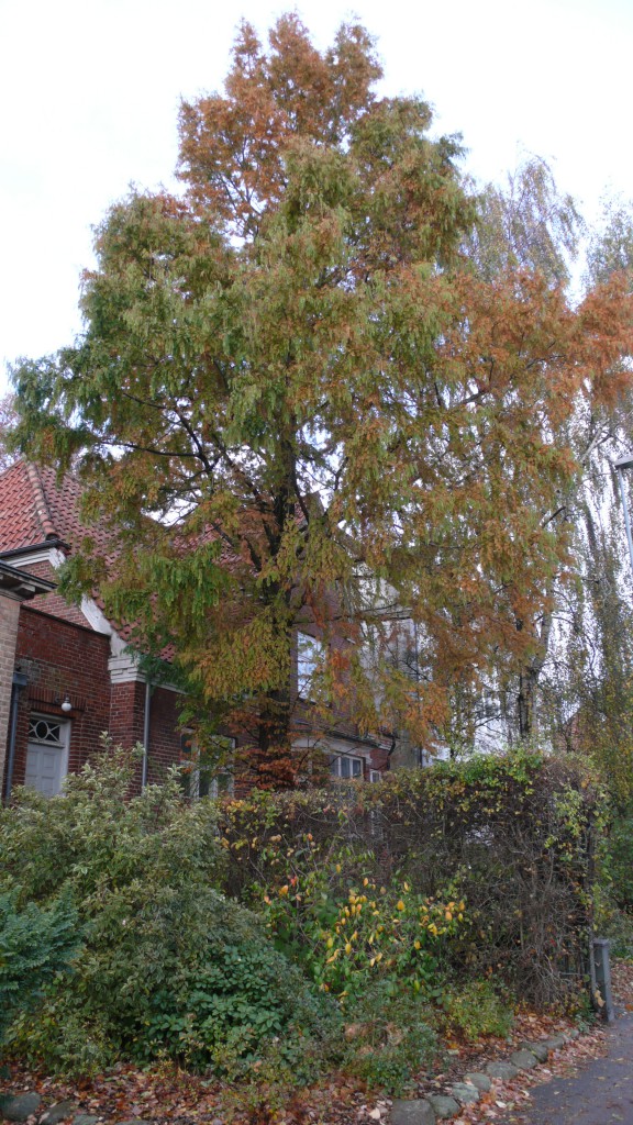 Dronningensgade 20. Vandgran (Metasequoia glyptostroboides) og vortebirk (Betula verrucosa). Foto JS 31.10.13. L1360171