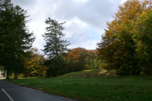 Slotved Skov. Alm. ædelgran (Abies alba). JS 10.10.13. L1350626