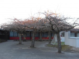 Japanske kirsebær