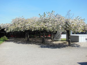 DSCNjapanske kirsebær i blomst1215