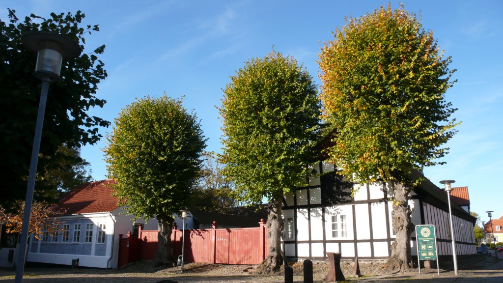 3 lindetræer på Akseltorv. Oktober 2013