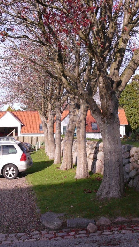 (3). Seljerøn, P-pladsen v. Sct. Hans Kirke, Kirkegårdsvej 20. L1460476